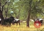 Immagine di Una mandria di wildebeests Africa Subsahariana, 1958, secondo 36 filmato di repertorio 65675058739