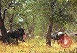 Immagine di Una mandria di wildebeests Africa Subsahariana, 1958, secondo 37 filmato di repertorio 65675058739
