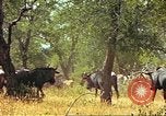 Immagine di Una mandria di wildebeests Africa Subsahariana, 1958, secondo 38 filmato di repertorio 65675058739