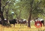 Immagine di Una mandria di wildebeests Africa Subsahariana, 1958, secondo 39 filmato di repertorio 65675058739