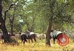 Immagine di Una mandria di wildebeests Africa Subsahariana, 1958, secondo 40 filmato di repertorio 65675058739