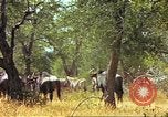 Immagine di Una mandria di wildebeests Africa Subsahariana, 1958, secondo 41 filmato di repertorio 65675058739
