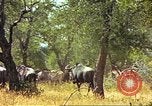 Immagine di Una mandria di wildebeests Africa Subsahariana, 1958, secondo 42 filmato di repertorio 65675058739