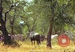 Immagine di Una mandria di wildebeests Africa Subsahariana, 1958, secondo 43 filmato di repertorio 65675058739