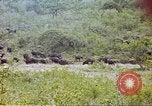 Immagine di Una mandria di wildebeests Africa Subsahariana, 1958, secondo 44 filmato di repertorio 65675058739