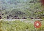 Immagine di Una mandria di wildebeests Africa Subsahariana, 1958, secondo 45 filmato di repertorio 65675058739