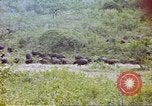 Immagine di Una mandria di wildebeests Africa Subsahariana, 1958, secondo 46 filmato di repertorio 65675058739