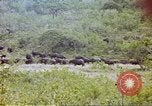 Immagine di Una mandria di wildebeests Africa Subsahariana, 1958, secondo 47 filmato di repertorio 65675058739