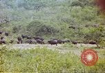 Immagine di Una mandria di wildebeests Africa Subsahariana, 1958, secondo 48 filmato di repertorio 65675058739