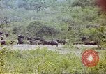Immagine di Una mandria di wildebeests Africa Subsahariana, 1958, secondo 50 filmato di repertorio 65675058739