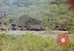 Immagine di Una mandria di wildebeests Africa Subsahariana, 1958, secondo 51 filmato di repertorio 65675058739