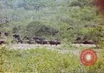 Immagine di Una mandria di wildebeests Africa Subsahariana, 1958, secondo 52 filmato di repertorio 65675058739