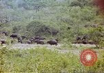 Immagine di Una mandria di wildebeests Africa Subsahariana, 1958, secondo 53 filmato di repertorio 65675058739