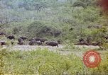 Immagine di Una mandria di wildebeests Africa Subsahariana, 1958, secondo 54 filmato di repertorio 65675058739