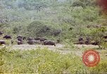 Immagine di Una mandria di wildebeests Africa Subsahariana, 1958, secondo 55 filmato di repertorio 65675058739