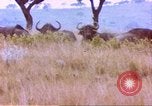 Immagine di Una mandria di wildebeests Africa Subsahariana, 1958, secondo 56 filmato di repertorio 65675058739