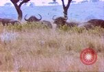 Immagine di Una mandria di wildebeests Africa Subsahariana, 1958, secondo 57 filmato di repertorio 65675058739