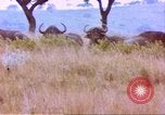 Immagine di Una mandria di wildebeests Africa Subsahariana, 1958, secondo 58 filmato di repertorio 65675058739