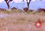 Immagine di Una mandria di wildebeests Africa Subsahariana, 1958, secondo 59 filmato di repertorio 65675058739