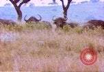 Immagine di Una mandria di wildebeests Africa Subsahariana, 1958, secondo 60 filmato di repertorio 65675058739