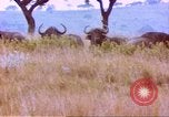Immagine di Una mandria di wildebeests Africa Subsahariana, 1958, secondo 61 filmato di repertorio 65675058739