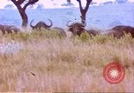 Immagine di Una mandria di wildebeests Africa Subsahariana, 1958, secondo 62 filmato di repertorio 65675058739