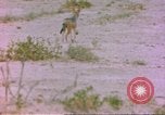 Image of spotted hyena Sub Saharan Africa, 1958, second 1 stock footage video 65675058740
