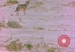 Image of spotted hyena Sub Saharan Africa, 1958, second 3 stock footage video 65675058740