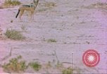 Image of spotted hyena Sub Saharan Africa, 1958, second 4 stock footage video 65675058740