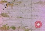Image of spotted hyena Sub Saharan Africa, 1958, second 5 stock footage video 65675058740