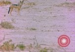 Image of spotted hyena Sub Saharan Africa, 1958, second 6 stock footage video 65675058740