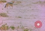 Image of spotted hyena Sub Saharan Africa, 1958, second 7 stock footage video 65675058740