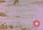 Image of spotted hyena Sub Saharan Africa, 1958, second 9 stock footage video 65675058740