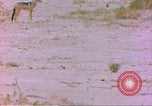 Image of spotted hyena Sub Saharan Africa, 1958, second 11 stock footage video 65675058740