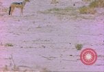 Image of spotted hyena Sub Saharan Africa, 1958, second 12 stock footage video 65675058740