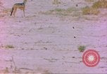 Image of spotted hyena Sub Saharan Africa, 1958, second 13 stock footage video 65675058740