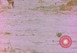 Image of spotted hyena Sub Saharan Africa, 1958, second 15 stock footage video 65675058740