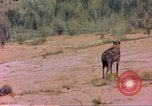 Image of spotted hyena Sub Saharan Africa, 1958, second 19 stock footage video 65675058740