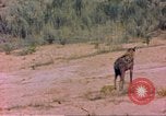 Image of spotted hyena Sub Saharan Africa, 1958, second 20 stock footage video 65675058740