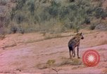 Image of spotted hyena Sub Saharan Africa, 1958, second 21 stock footage video 65675058740