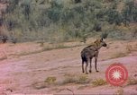 Image of spotted hyena Sub Saharan Africa, 1958, second 22 stock footage video 65675058740