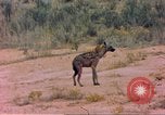 Image of spotted hyena Sub Saharan Africa, 1958, second 23 stock footage video 65675058740