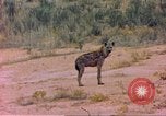 Image of spotted hyena Sub Saharan Africa, 1958, second 24 stock footage video 65675058740