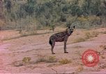 Image of spotted hyena Sub Saharan Africa, 1958, second 25 stock footage video 65675058740