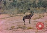 Image of spotted hyena Sub Saharan Africa, 1958, second 26 stock footage video 65675058740