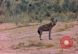 Image of spotted hyena Sub Saharan Africa, 1958, second 27 stock footage video 65675058740