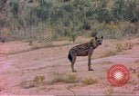 Image of spotted hyena Sub Saharan Africa, 1958, second 28 stock footage video 65675058740
