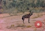 Image of spotted hyena Sub Saharan Africa, 1958, second 29 stock footage video 65675058740