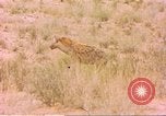 Image of spotted hyena Sub Saharan Africa, 1958, second 30 stock footage video 65675058740