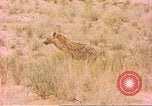 Image of spotted hyena Sub Saharan Africa, 1958, second 31 stock footage video 65675058740